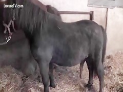 Straigh Pony