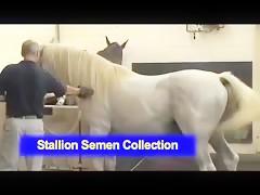 stallion semen collection