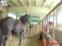 Team Russia Petlove horse teaser