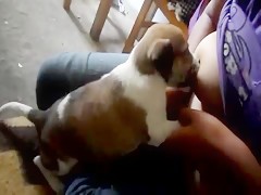 Bredding the puppy
