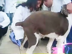Dog Sperm Removal In Laboratory