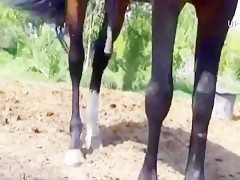 Horny Stallion Masturabate and Cum