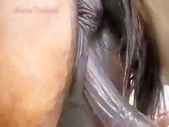 How fuck between horses