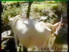 Sexo con la vaca