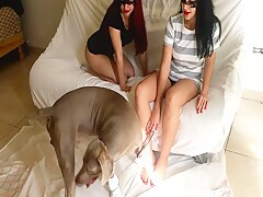 Two hot bestiality woman
