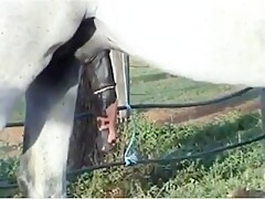Horse erection 02