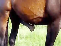 Horse erection 3