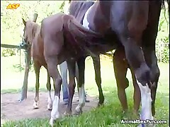 Horse cum over ass