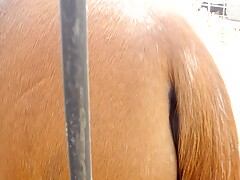 Touching mare pussy