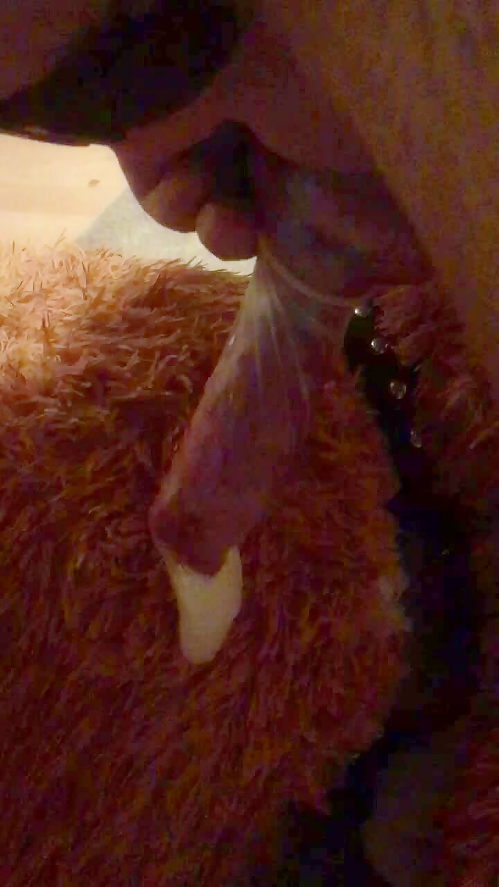 Dog cumming in condom