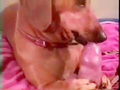cock licked by doggy