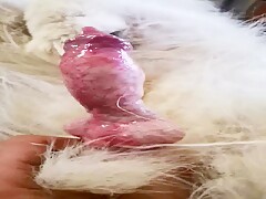 Dog cock