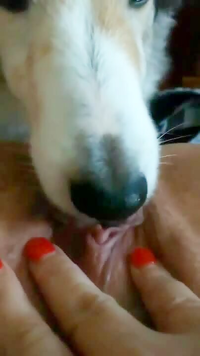 Dog lick till orgasm Zoofilia Videos BestialZoo