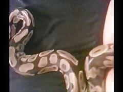 Live snake anal insertion