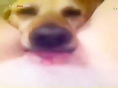 dog lick 5