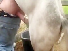 Man love huge stallion cock