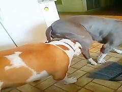 My dog sucking off my other dog