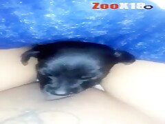 Dog sucking clit