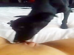 Deixando o dog lamber a buceta