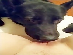 Girl getting licked by dog