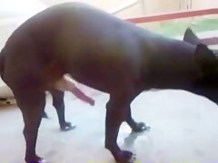 Pequeno  e Pirocudo